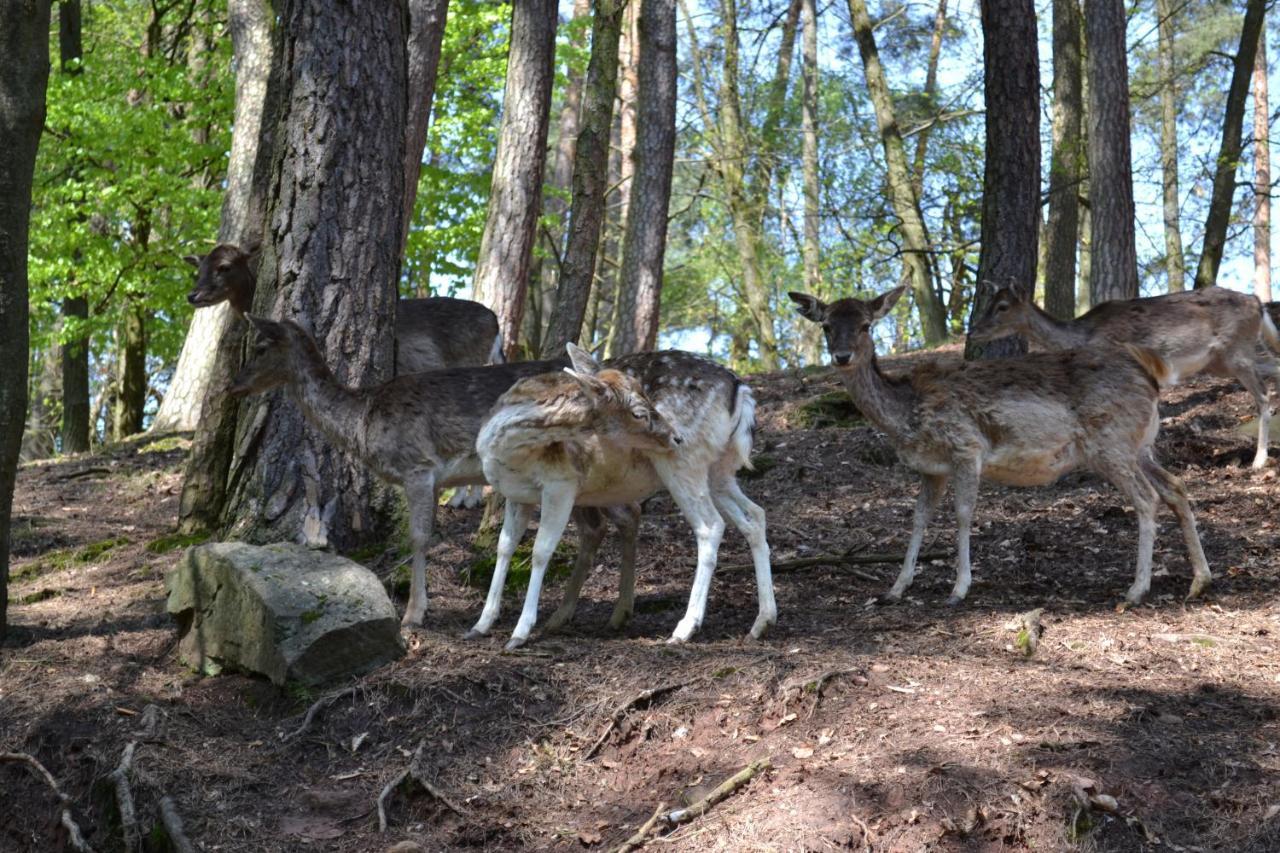 Zauber Der Pfalz Romerberg ภายนอก รูปภาพ