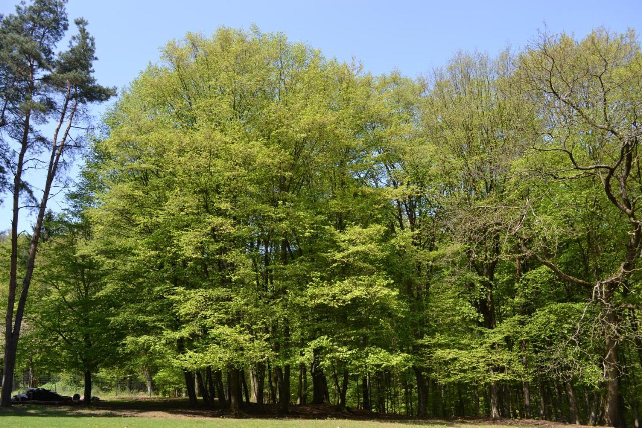 Zauber Der Pfalz Romerberg ภายนอก รูปภาพ